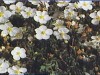 Abbotswood Potentilla