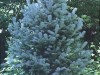 Columnar Blue Spruce