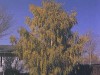 Cutleaf Weeping Birch in Fall Foliage