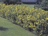 Gold Finger Potentilla Hedge